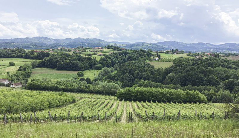 Туриста на војводином доручку у Струганику